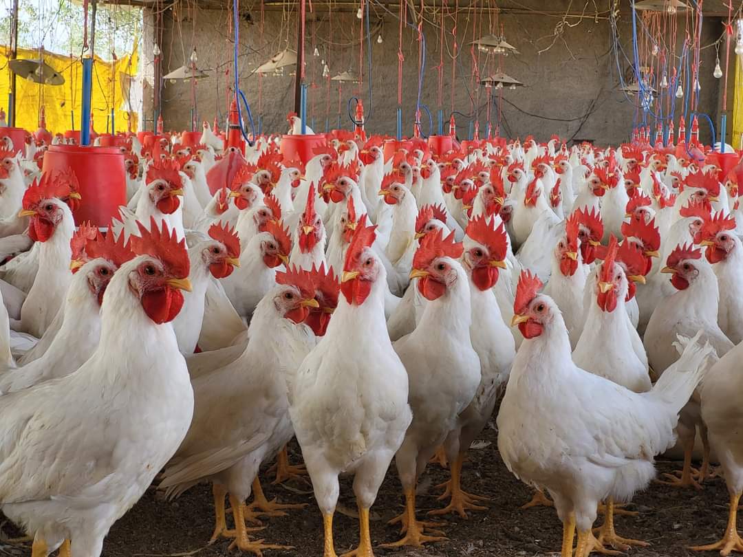 Poultry and protein exports
