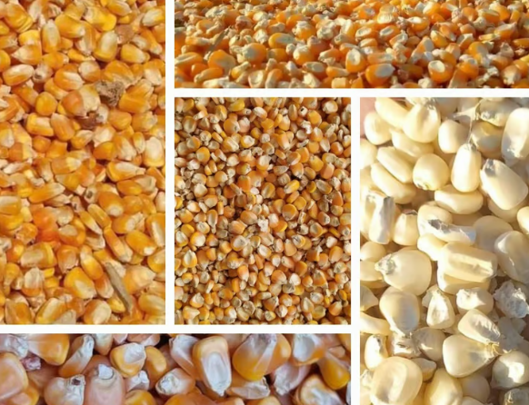 Maize (corn)